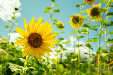 Sunflower natural background. Sunflower blooming. Close-up of sunflower.