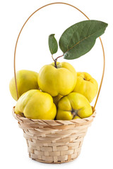 Fresh ripe yellow quinces with leaves in wooden basket isolated on white background
