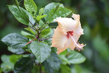 orange flower mandara 