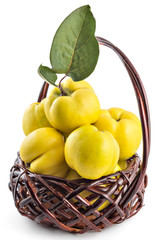 Fresh ripe yellow quinces with leaves in wooden basket isolated on white background