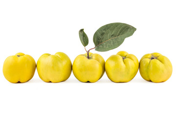 Five fresh ripe yellow quinces in a row, isolated on white background