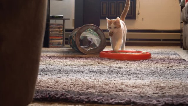 Precious Kitten Chases Mouse Toy And Drops It Right In Front Of Camera