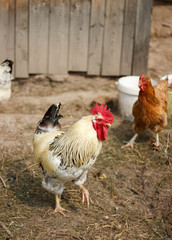 Rooster and Chickens. Free Range Cock and Hens