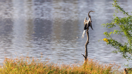 A darter drying its wings