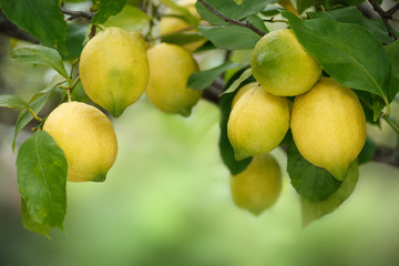 Cluster of ripe lemons on tree with blurred green copy space behind.