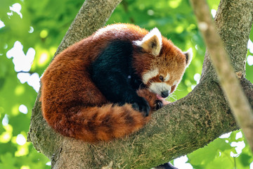 The red panda, Ailurus fulgens, also called the lesser panda.