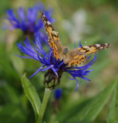 Purple cornflower flower with butterfly.