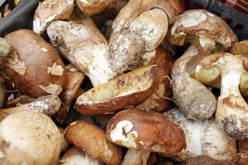 Boletus edible mushrooms. Forest fungi Boletus. Nature background texture. Boletus edulis. 