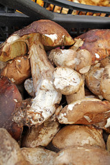 Boletus edible mushrooms. Forest fungi Boletus. Nature background texture. Boletus edulis. 