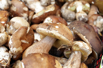 Boletus edible mushrooms. Forest fungi Boletus. Nature background texture. Boletus edulis. 