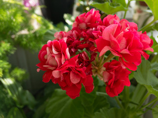 Pelargōnium in the green home garden