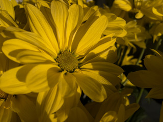 Yellow daisy in the sunlight