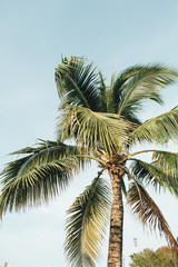Fototapeta na wymiar Summer tropical exotic coconut palm tree against blue sky. Bright retro colors background. Summer and travel concept on Phuket, Thailand.