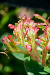 Красивые цветы из моего сада крупным планом