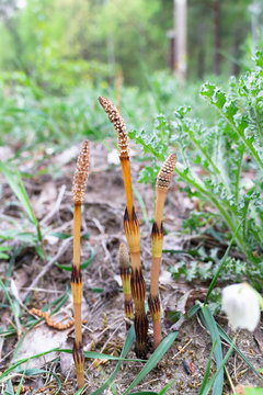 Stems with strobilus of horsetail (Equisetum arvense).