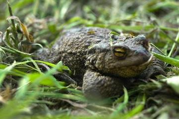 Earthen toad in the grass.