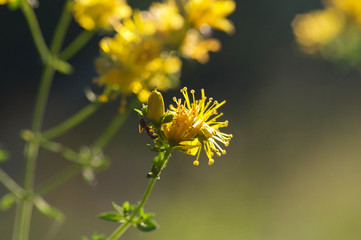Красивые цветы из моего сада крупным планом