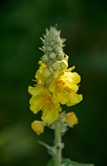 Красивые цветы из моего сада крупным планом