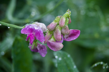 Красивые цветы из моего сада крупным планом