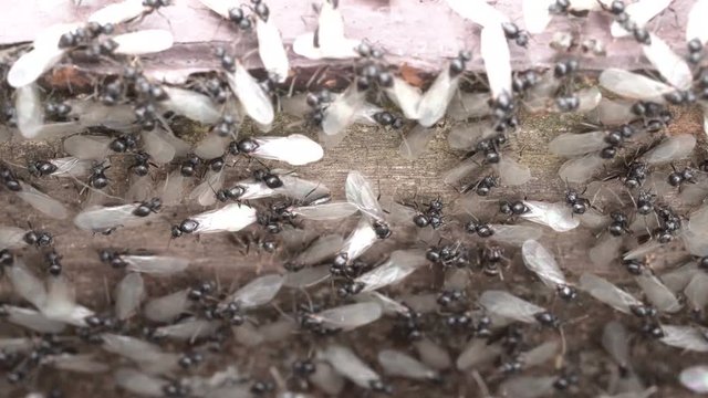 Macro shot of a crowd of winged ants swarming on the wooden surface in summer. Mating period of ants. 4K resolution video.