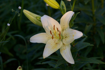 Obraz premium Красивые цветы из моего сада крупным планом