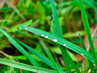 abperlende Wassertropfen auf einem Grasholm