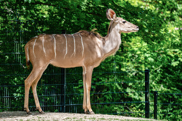 The common eland, Taurotragus oryx is a savannah antelope