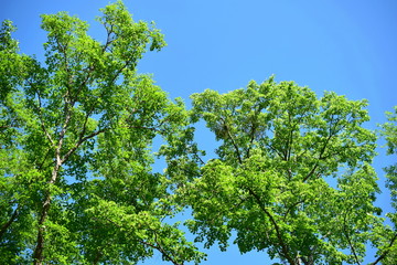 Summer green. Green tree leaves on blue sky background.