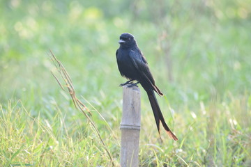 black drongo bird seating  