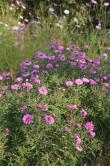 Beautiful flower violet aster in the garden