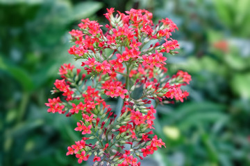 Fototapeta premium Inflorescences of small red flowers on a green stalk