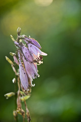 Красивые цветы из моего сада крупным планом