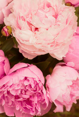 Pink peonies closeup, template for postcard