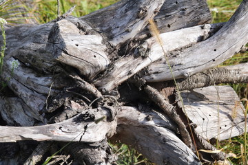 The stump of a tree that has been cut down with the main trunk