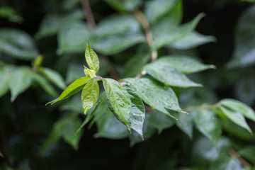 Raindrops on summer leaves background, rainy day, nature concept