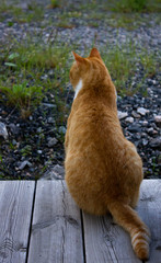 Gato posando de espaldas