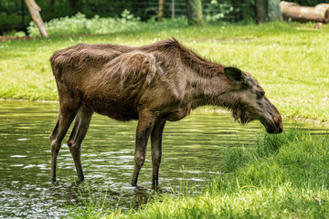 European Moose, Alces alces, also known as the elk