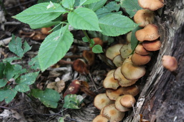 mushrooms in forest