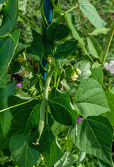Rote Blüten an der Bohnenpflanze