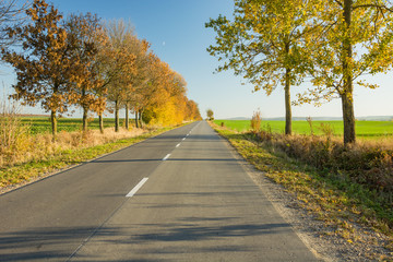 Asphalt road and autumn trees