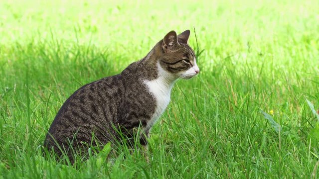 Gray tabby cat sitting on meadow and looking