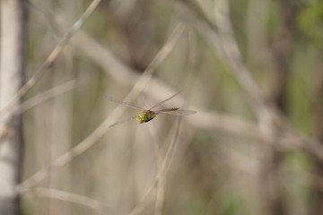 Portrait of a dragon fly