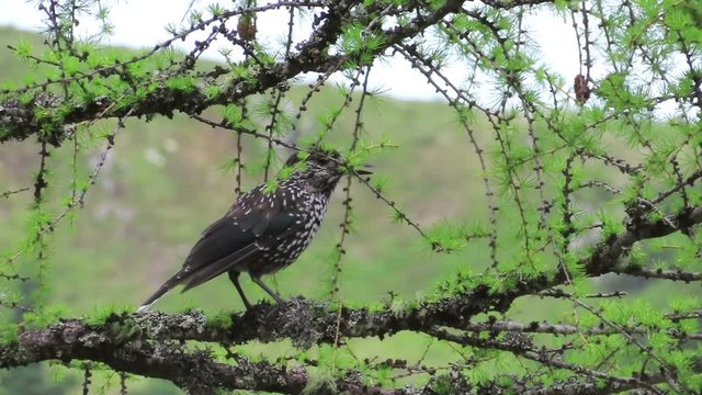 Spotted nutcracker (Nucifraga caryocatactes)