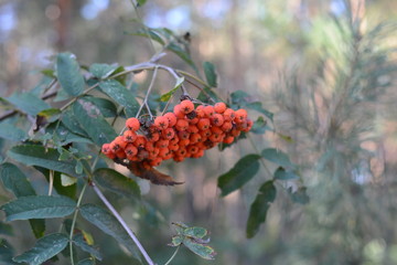 red berries on a branch