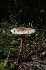 mushroom in the forest