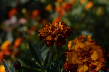  marigold