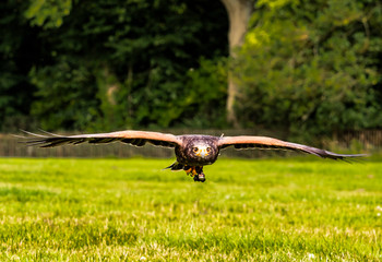 UK - Harris Hawk in Flight at low level