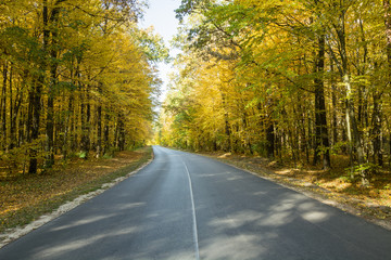 Asphalt road through an autumn forest