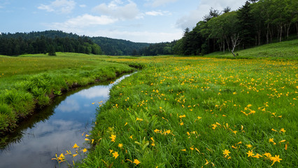 尾瀬大江湿原のニッコウキスゲ