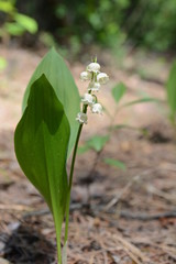 lily of the valley